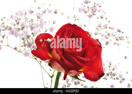 Red Rose (Rosa) with Baby's Breath (Gypsophila) Stock Photo