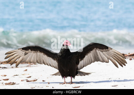 Turkey Vulture on the beach at Sealion Island in the Falklands Stock Photo