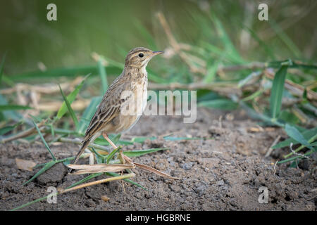 The paddyfield pipit, or Oriental pipit, (Anthus rufulus) is a small passerine bird in the pipit and wagtail family. Stock Photo