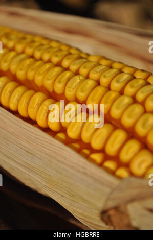 Dried yellow corn on the cob. Feed for livestock. Stock Photo