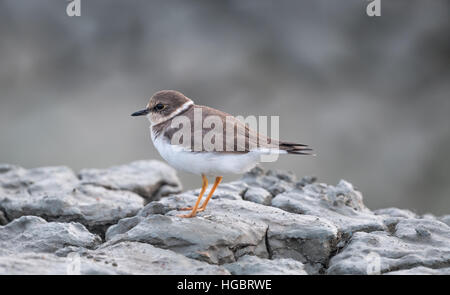 The little ringed plover (Charadrius dubius) is a small plover found on the gulf coast of Thailand. Stock Photo