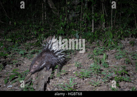 The Malayan porcupine or Himalayan porcupine (Hystrix brachyura) is a species of rodent in the family Hystricidae. Kaeng Krachan National Park, Thaila Stock Photo