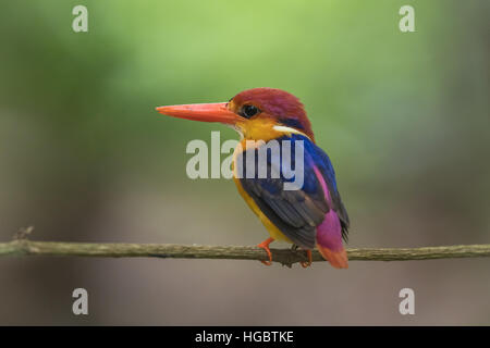 The Oriental Dwarf Kingfisher (Ceyx erithaca) also known as the Black-backed Kingfisher or Three-toed Kingfisher is a species of bird in the Alcedinid Stock Photo