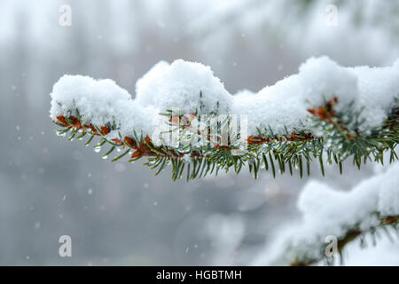 Close-up of a sprig of spruce and drops of water and snow on the background of snowy weather Stock Photo