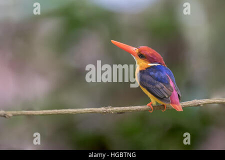 The Oriental Dwarf Kingfisher (Ceyx erithaca) also known as the Black-backed Kingfisher or Three-toed Kingfisher is a species of bird in the Alcedinid Stock Photo