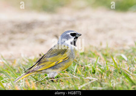 Black-throated Finch on Sealion Island in the Falklands Stock Photo