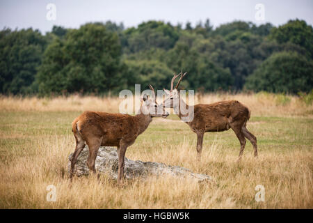 Young red deer stags in forest landscape during rutting season in Autumn Fall Stock Photo