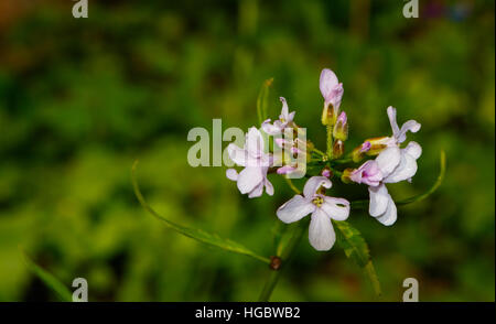 Flowering Coralroot Bittercress(Cardamine bulbifera) closeup against fuzzy green background Stock Photo