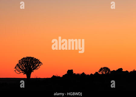Silhouette of quiver trees (Aloe dichotoma) at sunset, Namibia, southern Africa Stock Photo