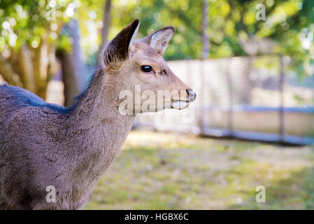 side portrait of wild deer in Nara Japan Stock Photo