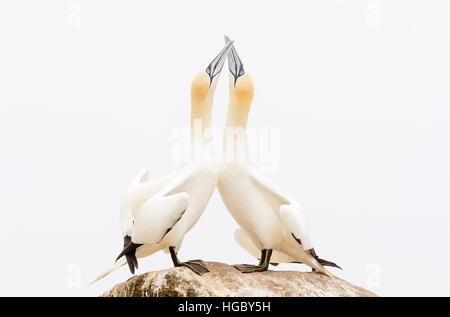 Northern Gannet (Morus bassanus) adult pair, displaying, standing on rock, Great Saltee, Saltee Islands, Ireland Stock Photo