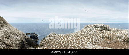 Panorama of Northern Gannet (Morus bassanus) colony, in flight and nesting on cliffs, Saltee Islands, Ireland Stock Photo