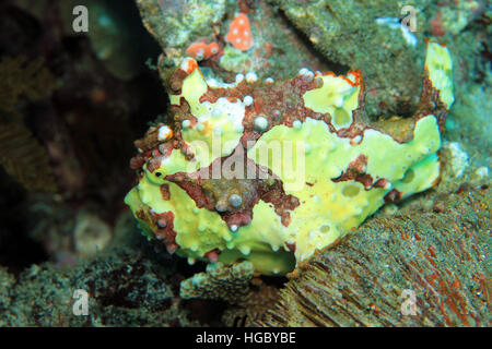 Clown Frogfish (Antennarius Maculatus, aka Warty Frogfish). Padang Bai, Bali, Indonesia Stock Photo