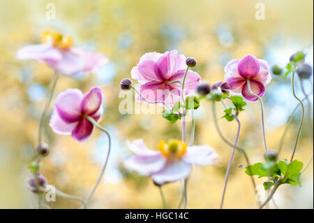Pink Japanese Anemone Flowers and buds - Anemone hupehensis var. japonica, Stock Photo