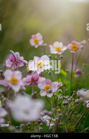 Pink Japanese Anemone Flowers and buds - Anemone hupehensis var. japonica, Stock Photo
