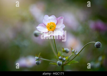 Pink Japanese Anemone Flower and buds - Anemone hupehensis var. japonica, Stock Photo