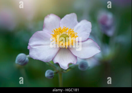 Pink Japanese Anemone Flower and buds - Anemone hupehensis var. japonica, Stock Photo