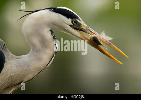 Grey heron (Ardea cinerea) catching a fish Stock Photo