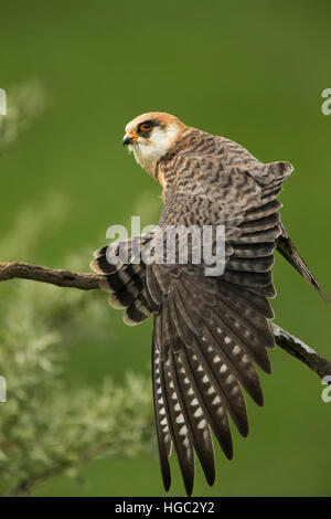 Red footed falcon (Falco vespertinus) female stretching Stock Photo
