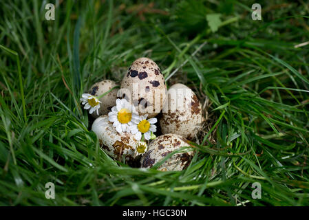 Quail eggs in the grass with chamomile. Stock Photo