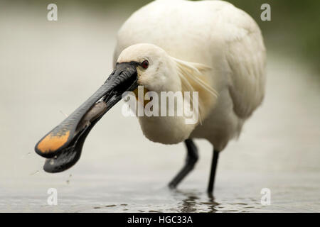 Spoonbill (Platalea leucorodia) catching a fish Stock Photo