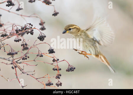 Sparrow (Passer montanus) flies to the fruits of Common Dogwood (Cornus sanguinea) Stock Photo