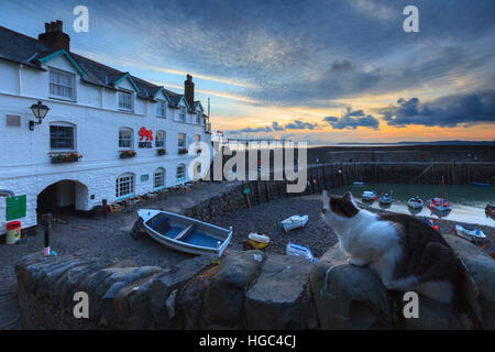 A cat at Clovelly Harbour in North Devon captured at sunrise. Stock Photo