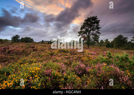 A tree captured at sunset on Woodbury Common Near Exmouth in South East Devon. Stock Photo