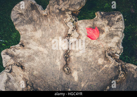 Beautiful lines and grooves surround a red maple leaf on a tree stump. Stock Photo