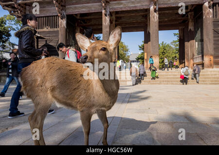 Nara, DEC 17: Deer in front of the famous and historical TodaiJi in Nara Park on DEC 17, 2016 at Nara, Japan Stock Photo