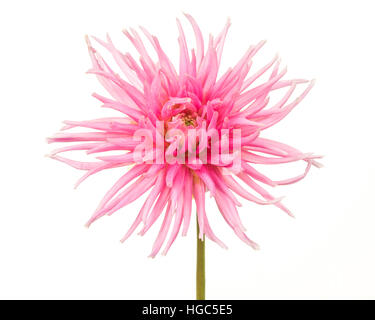 Pretty pink blooming chrysanthemum  aster flower isolated on a white background Stock Photo