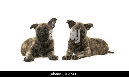 Two dark cute wirehaired dutch shepherd puppy dogs lying down on the floor isolated on a white floor Stock Photo