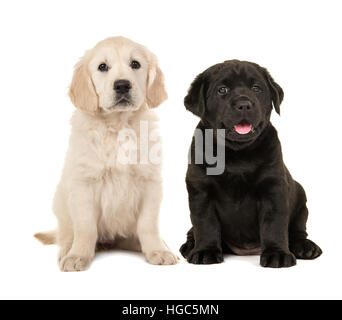 Cute blond golden retriever puppy and black labrador retriever puppy sitting next to each other isolated on a white background Stock Photo