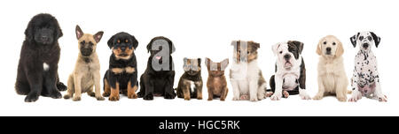 large group of ten different kind of breed puppies on a white background Stock Photo