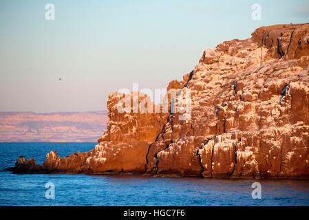The guano coated sea cliffs at Los Islotes sea lion rookery, Sea of Cortez, Baja California, Mexico. Californian Sea Lion Zalophus californianus Mexic Stock Photo
