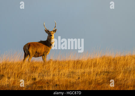 Red deer stag at dawn, Isle of Jura - where the people are out-numbered c. 30 to 1 by red deer. Scotland Stock Photo