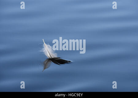 Loon feather floating on water Stock Photo
