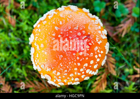 Top down view of a red and white spotted amanita muscaria or fly agaric mushroom, a toxic psychoactive hallucinogenic fungus Stock Photo