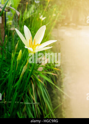 Rain Lily (Zephyranthes candida) has other common names includes autumn zephyrlily, white windflower and Peruvian swamp lily, widely cultivated as orn Stock Photo