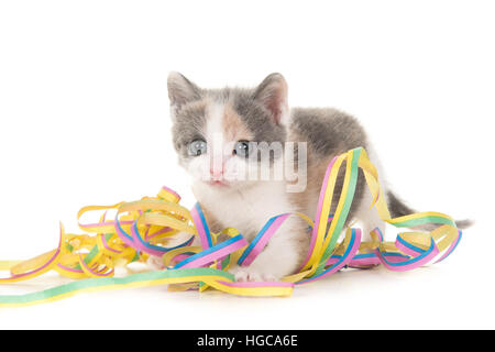 Cute grey and white baby cat kitten playing with celebration party garlands on a white background Stock Photo