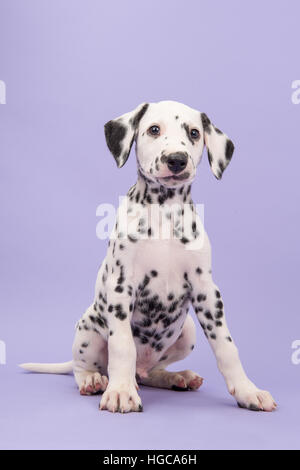 Cute black and white dalmatian puppy sitting looking funny in the camera on a lavender purple background Stock Photo