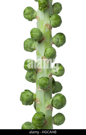 Stalk with fresh Brussels sprouts isolated on white background Stock Photo