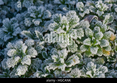 Hard frost on aubretia, Aubrieta,  leaves  on a cold winter morning in December Stock Photo