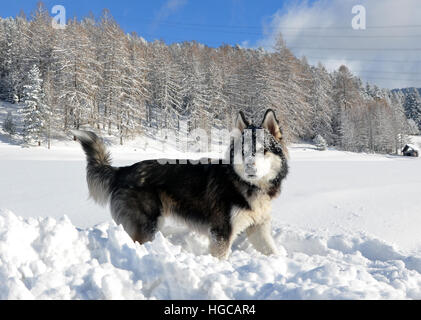 Siberian Husky enjoying the winter, face covered with snow in Tyrol, Austria Stock Photo