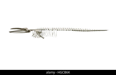 Esqueleton of Fin Whale, Balaenoptera physalus Stock Photo