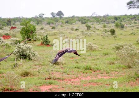 Eagle fasciate in flight over the savannah in the park of Tsavo East Stock Photo