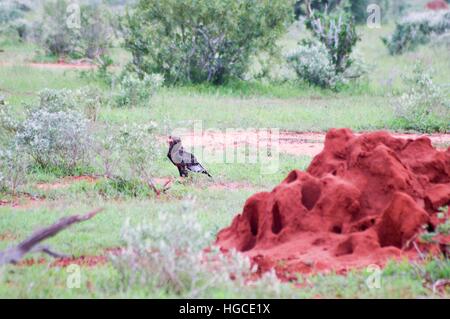 Eagle fasciate posed in the savanna in the park of Tsavo East Stock Photo