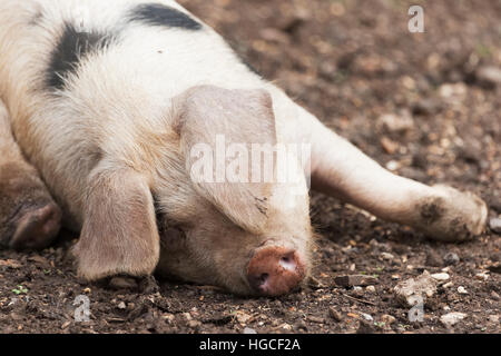 Gloucestershire Old Spot Pig Stock Photo