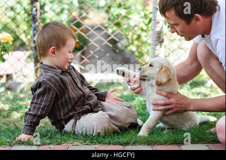 boy with dad playing a puppy Labrador Stock Photo