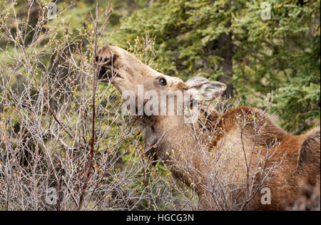 Cow moose feeding on willows in the spring, Kenai Peninsula, Alaska. Stock Photo